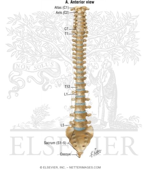Spine: Anatomy