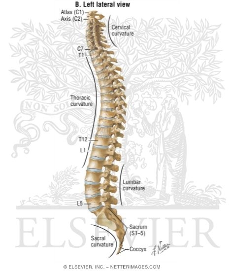 Osteology of the Spine: Left Lateral View
