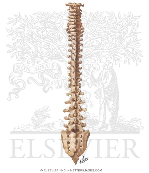 Vertebral Column: Posterior View