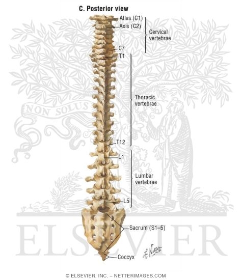 Vertebral Column: Posterior View