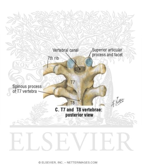 Thoracic Vertebrae 