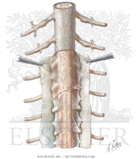 Spinal Membranes and Nerve Origins: Posterior View