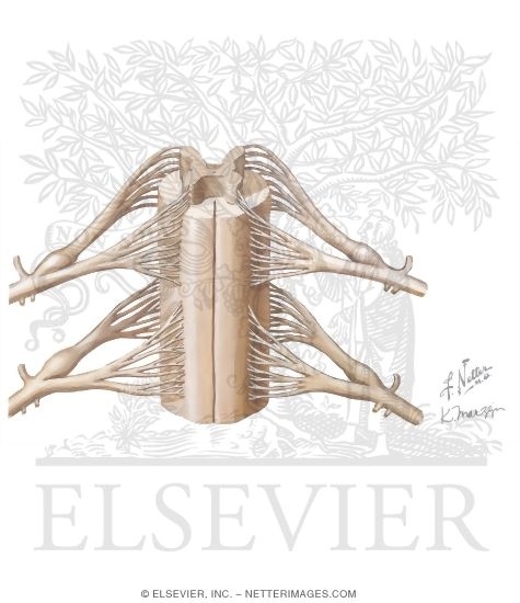 Spinal Membranes and Nerve Origins: Membranes Removed - Anterior View