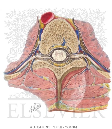 Section Through Thoracic Vertebra