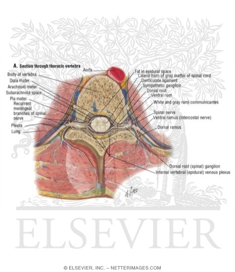 Watermarked preview of unlabeled image: Section Through Thoracic Vertebra