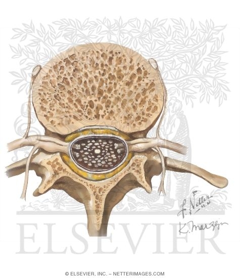 Section Through Lumbar Vertebra