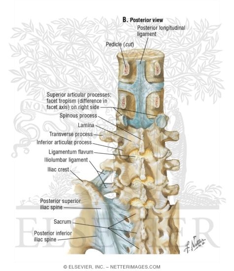 Lumbosacral Region Ligaments: Posterior View