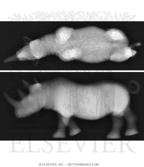 X-Ray of Toy Rhinoceros