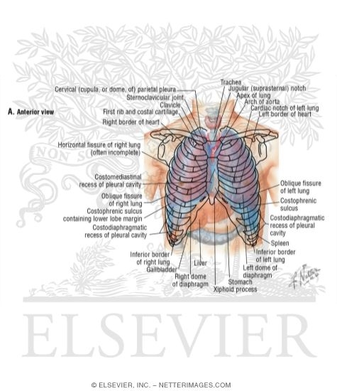 Watermarked preview of labeled image: Topography of Lungs: Anterior View