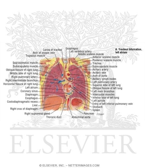 Watermarked preview of labeled image: Thorax: Tracheal Bifurcation, Left Atrium