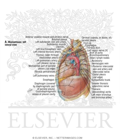 Mediastinum