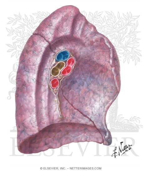 Left Lung: Medial View