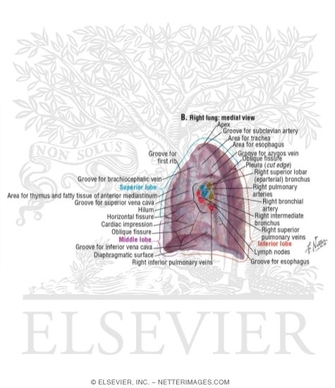 Right Lung, Medial View