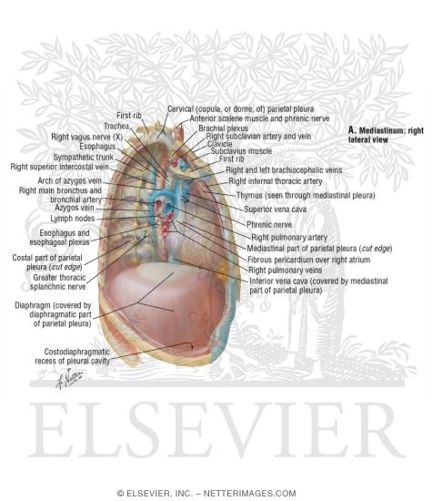 Watermarked preview of labeled image: Mediastinum: Right Lateral View
Right Thoracic Cavity and Mediastinum