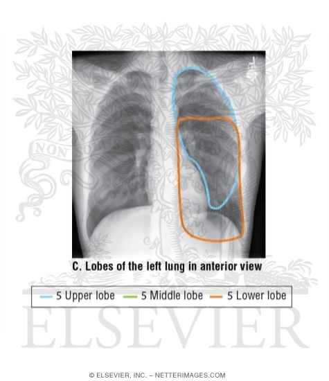 Watermarked preview of unlabeled image: Lobes of the Right and Left Lung In Anterior View