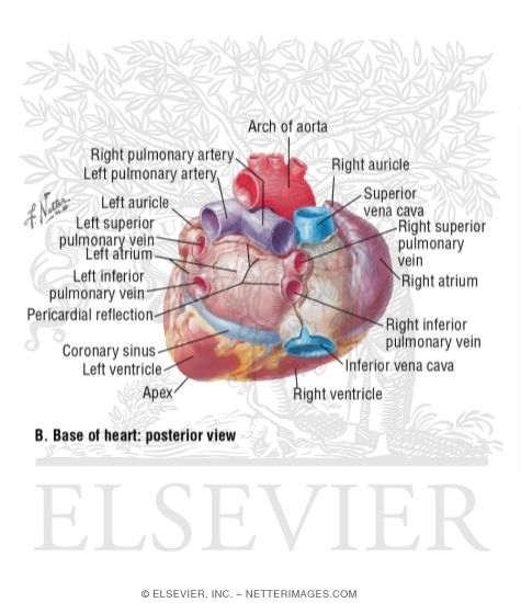 Posterior Aspect (base) of Heart With Light Micrograph of ...