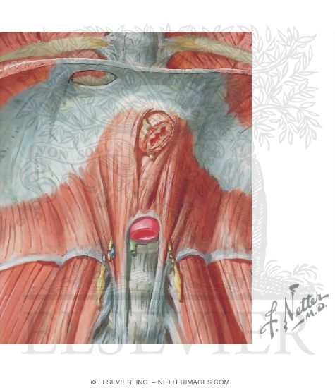 Anterior View of Diaphragm Openings