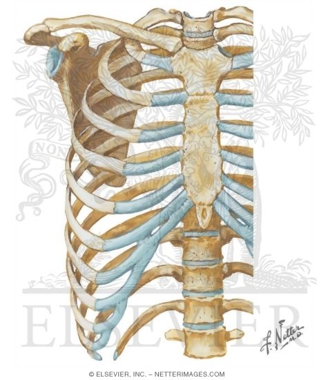 Search Strategy: Bones
