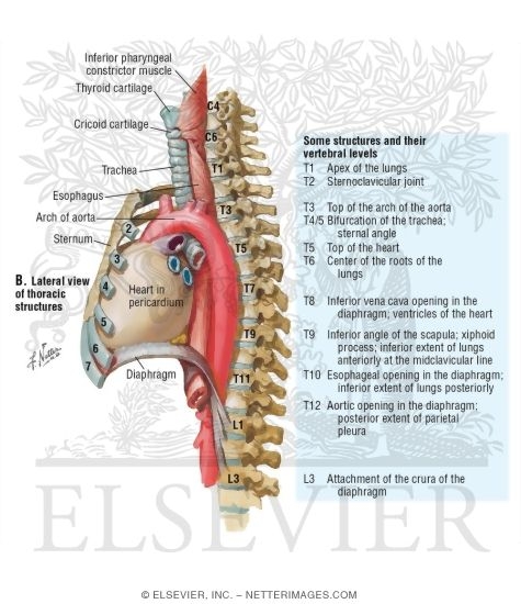 Lateral View of Thoracic Structures