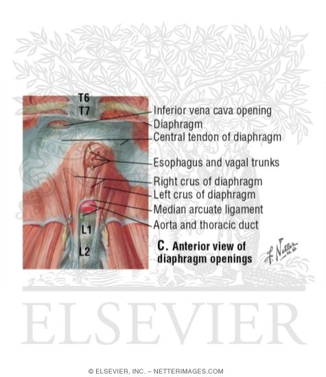 Anterior View of Diaphragm Openings