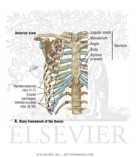 Watermarked preview of unlabeled image: Search Strategy: Bones