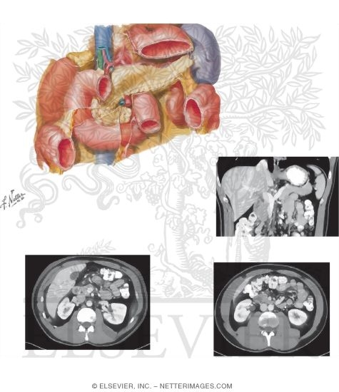 Pancreas Relationships