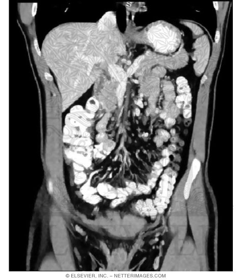 Pancreas Relationships