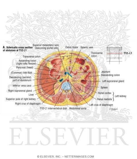 Abdomen: Origins of Celiac Artery and Portal Vein
