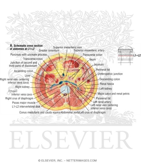 Abdomen: Renal Hilum and Vessels