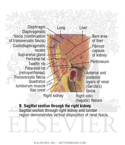 Watermarked preview of labeled image: Kidney, Oblique Sagittal Section