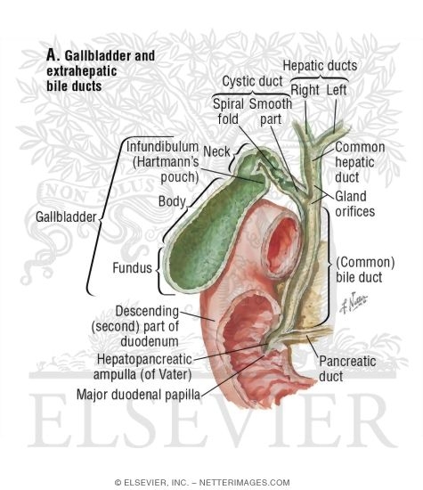 Illustration of Gallbladder, Bile Ducts, and Pancreatic Duct from the Netter Collection