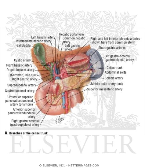 Watermarked preview of labeled image: Arterial Blood Supply of Liver, Biliary System and Pancreas (Anterior View)
