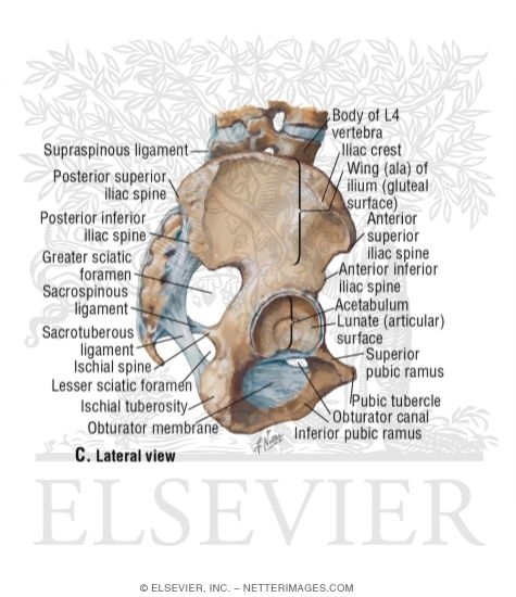 Watermarked preview of unlabeled image: Bones and Ligaments of Pelvis