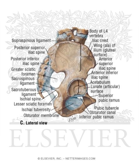 Bones and Ligaments of Pelvis