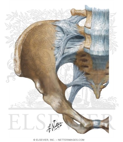 Bony Framework of Pelvis: Anterior View