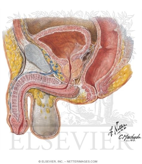 Male Median (Midsagittal) Section