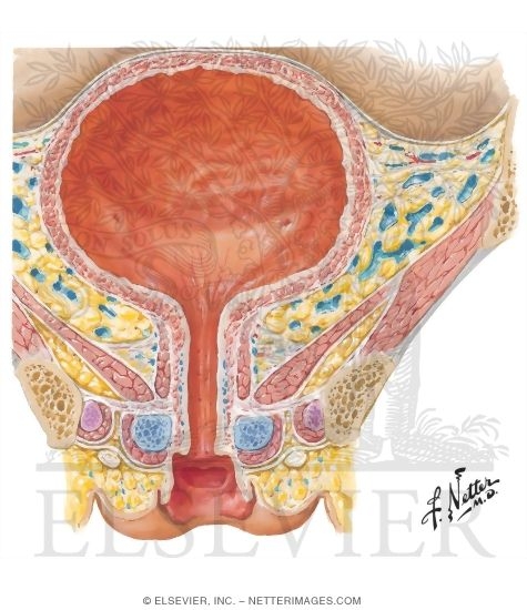 Coronal (Frontal) Section Through Female Urinary Bladder
