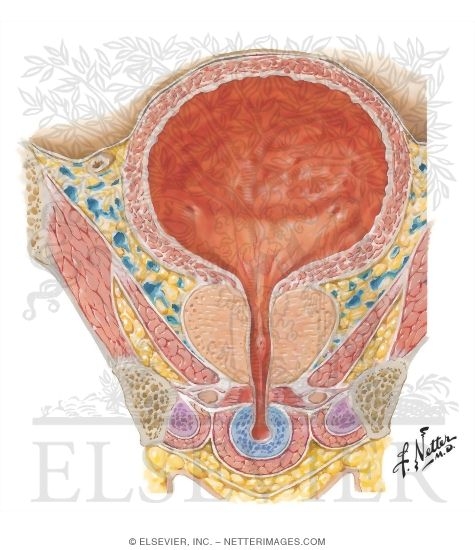 Watermarked preview of unlabeled image: Coronal (Frontal) Section Through Male Urinary Bladder