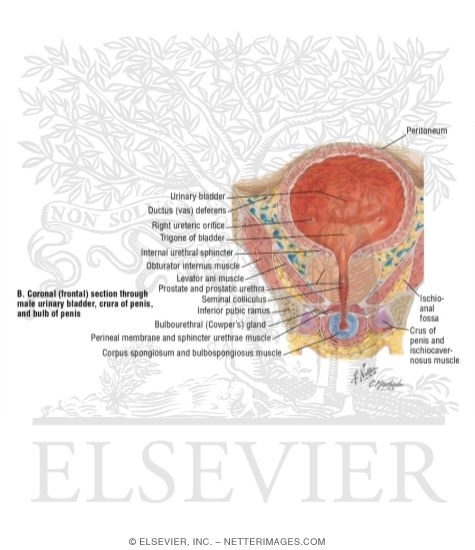Coronal (Frontal) Section Through Male Urinary Bladder