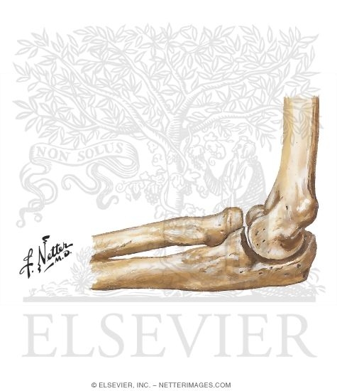 Right Elbow In 90-Degree Flexion: Medial View