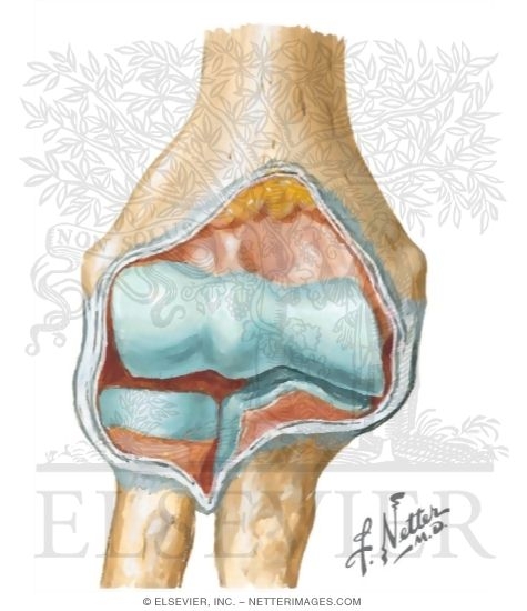 Opened Elbow Joint: Anterior View