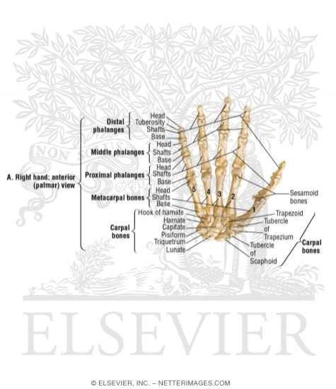 Wrist and Hand: Bones