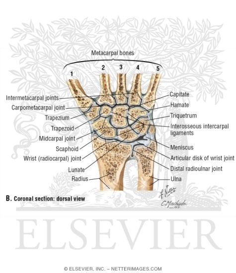 Wrist Joint
