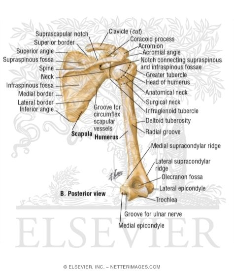 Watermarked preview of labeled image: Superior and Inferior Clavicle