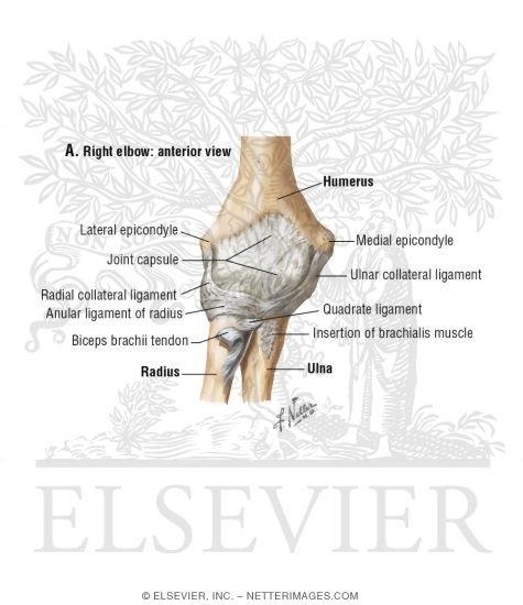 Elbow, Anterior Perspective