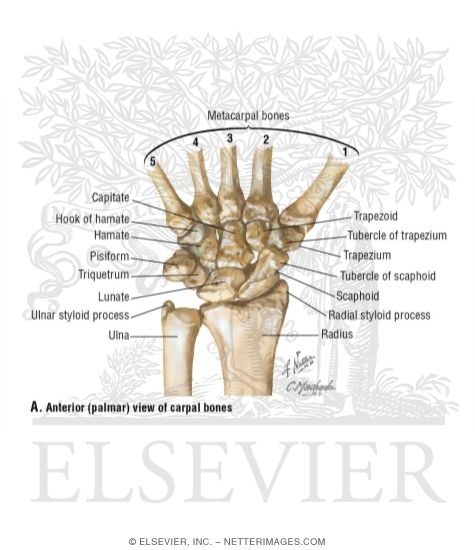 Carpal Bones