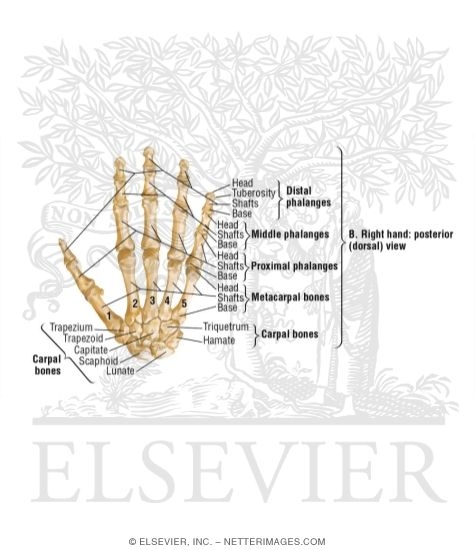 Bones of the Hand and Wrist