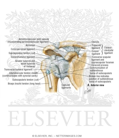 Watermarked preview of labeled image: Shoulder Ligaments: Anterior View