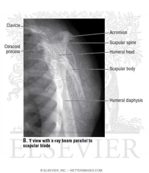 Y View of the Shoulder With X-Ray Beam Parallel to Scapular Blade