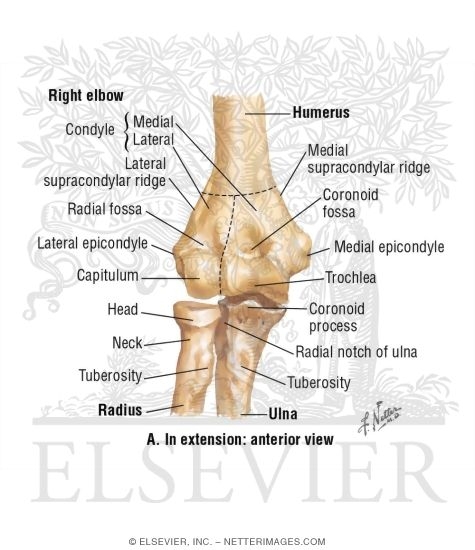 Right Elbow In Extension: Anterior View